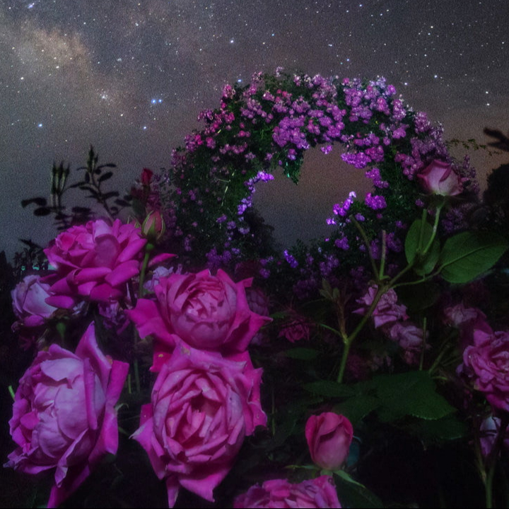 A nighttime scene with purple roses